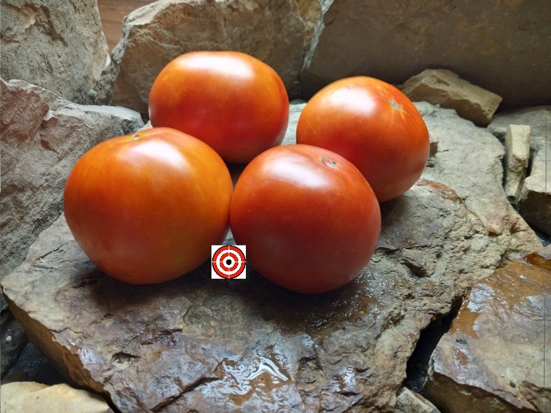 Marglobe TomatoBounty Hunter SeedsHeirloom Tomato Seeds
