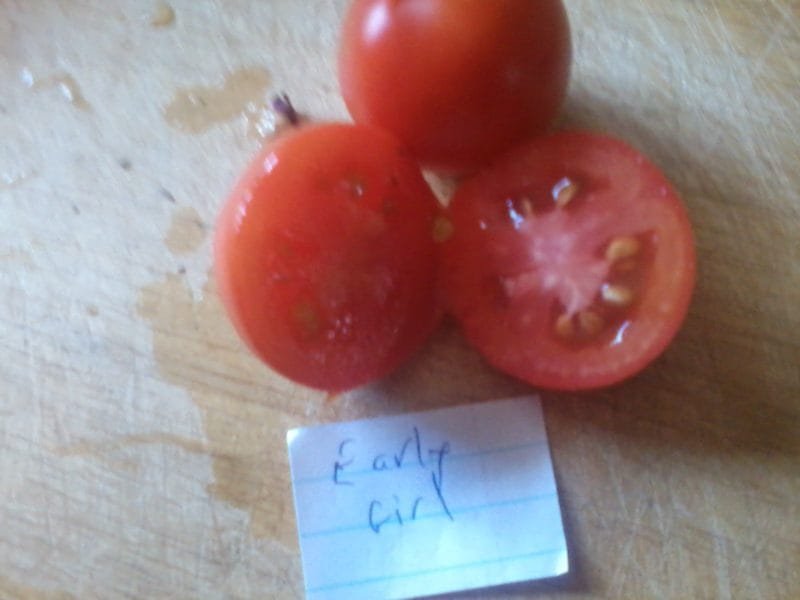 Early Girl Tomato Bounty Hunter Seeds