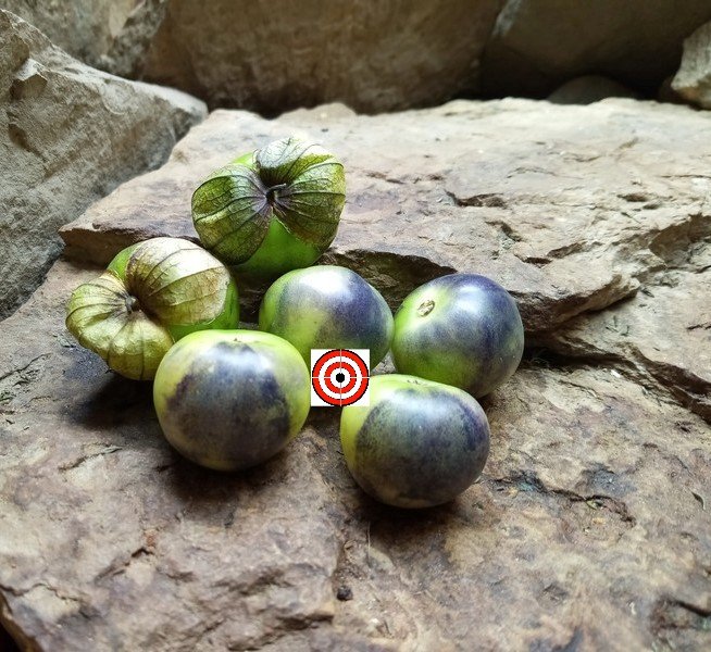 Purple Tomatillo TomatoBounty Hunter SeedsHeirloom Seeds